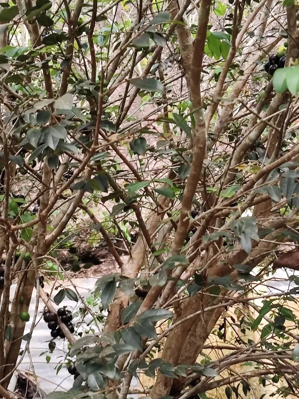 Vende se Uma Chácara. - Foto 12