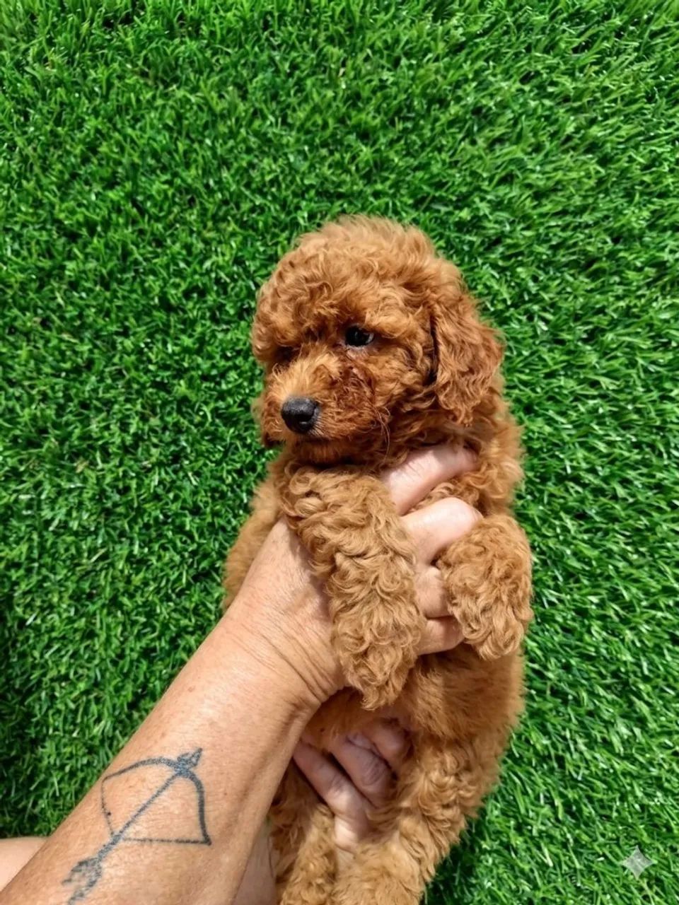 Poodle Toy Red - Foto 4
