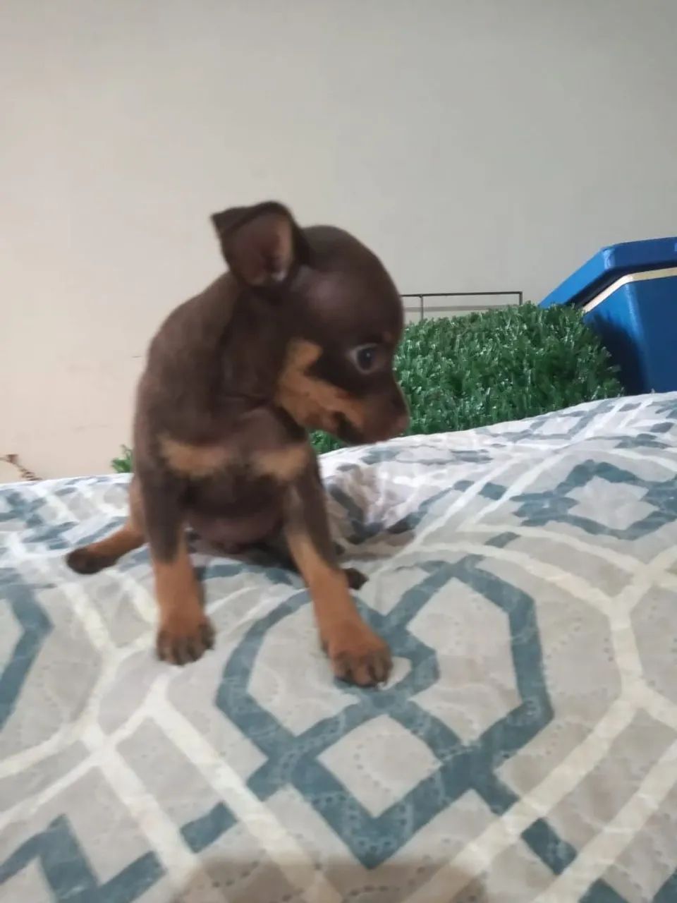 Pincher macho mini .