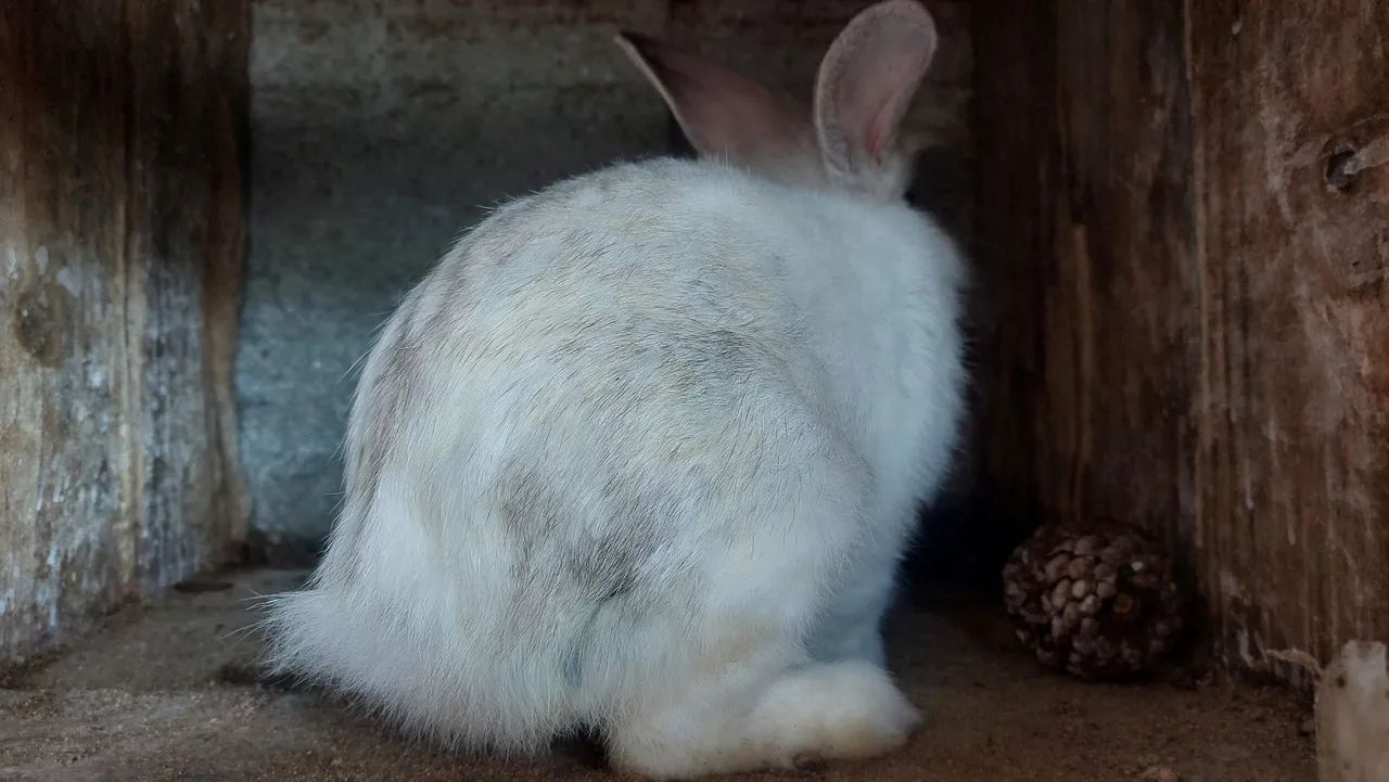 Mini Coelho Branco e Cinza Lion Head Disponível  - Foto 4