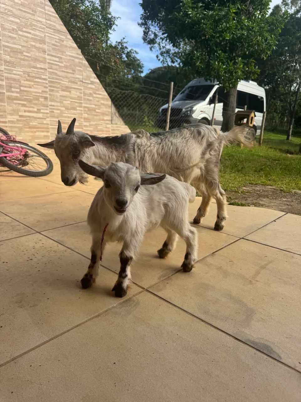 Mini cabritinho pigmeu macho/ mini cabra/ mini bode - Foto 2