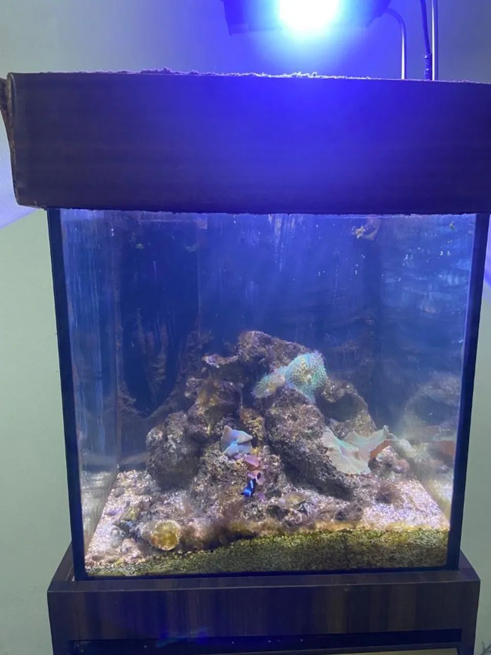 Aquário Marinho 45 x 45 x 45