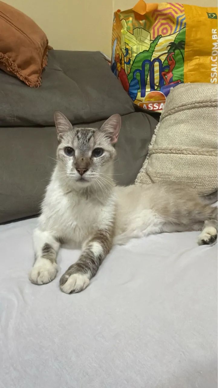 Gato macho pra adoção  - Foto 5