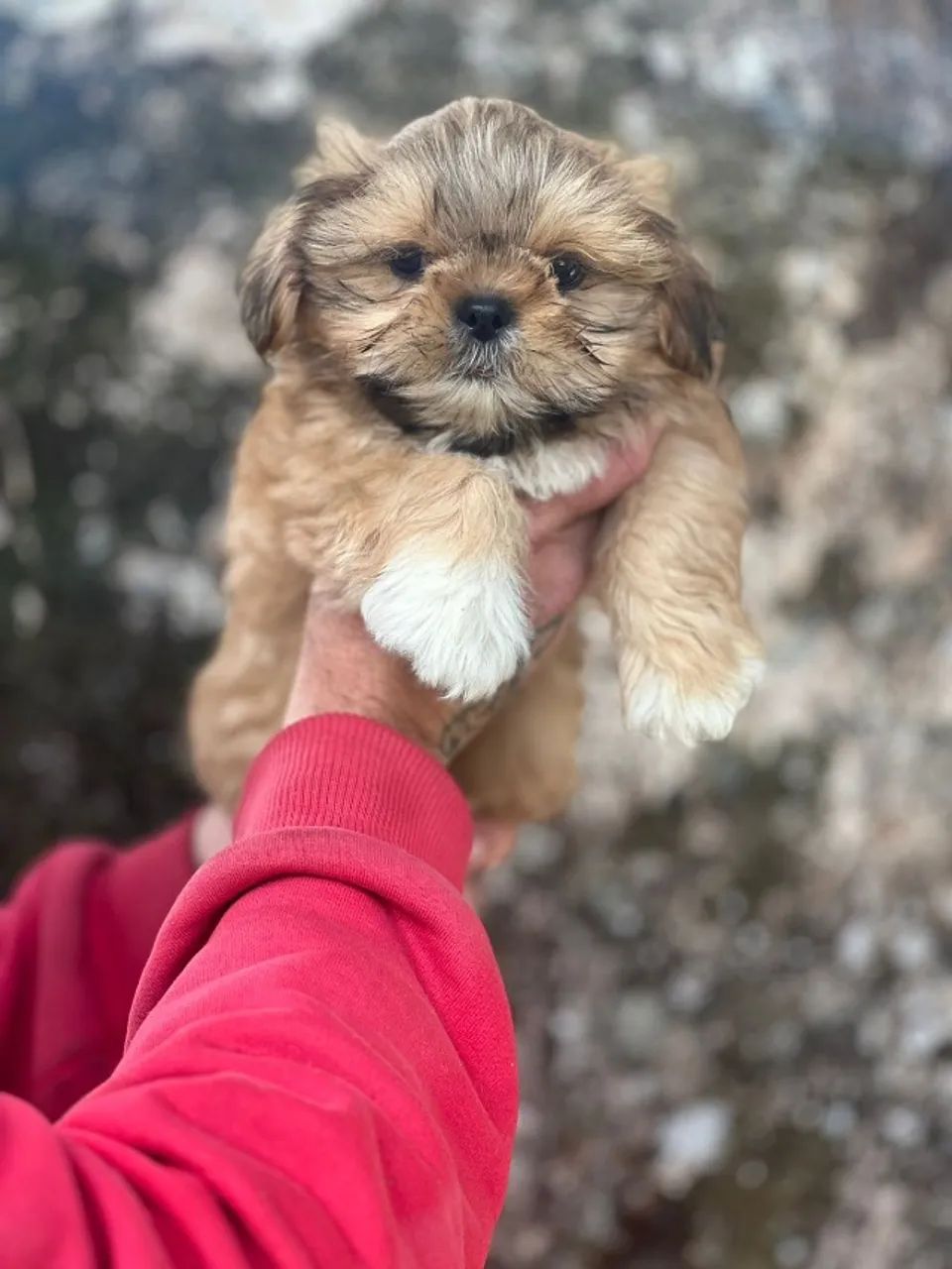 Shih Tzu Filhotes - Ótima Procedência - Foto 2