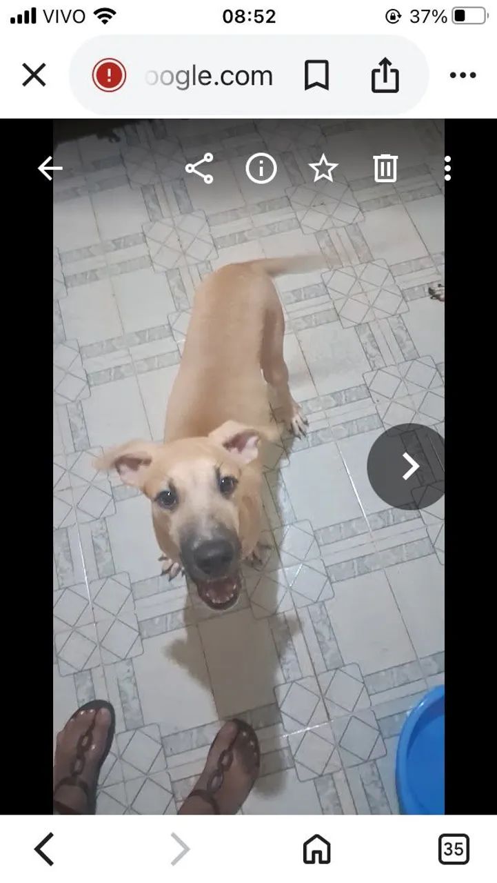 Adoção  - Foto 2