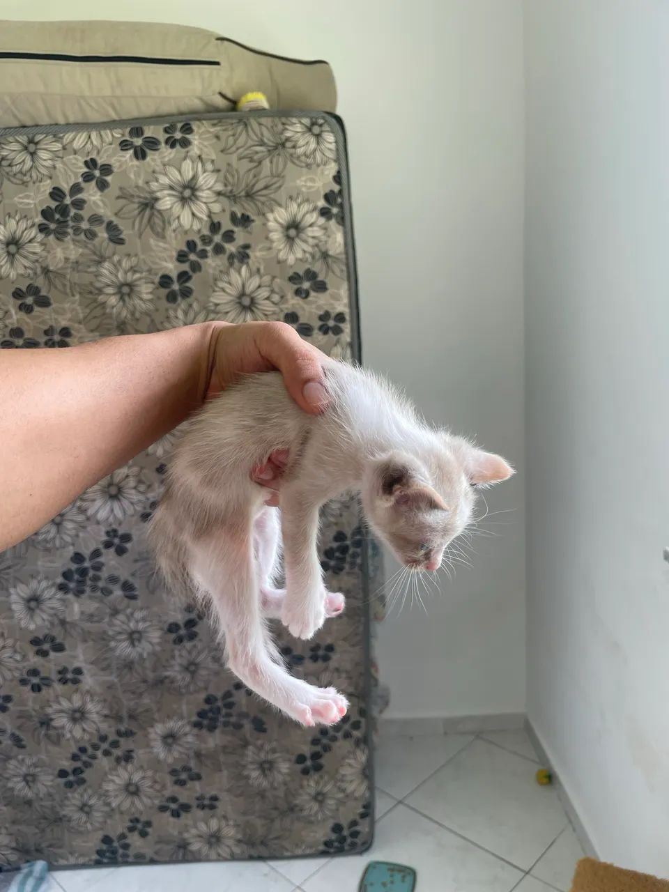 Gatos para doação  - Foto 3