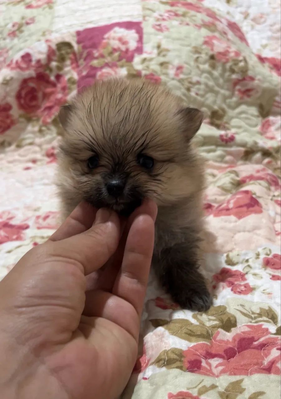 Lulu da Pomerania Sable  