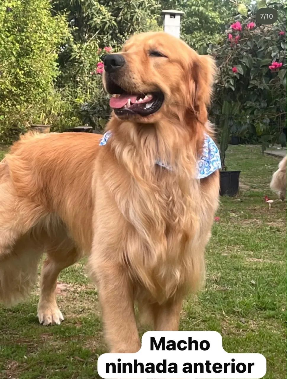Golden Retriever/ Último macho da ninhada  - Foto 3