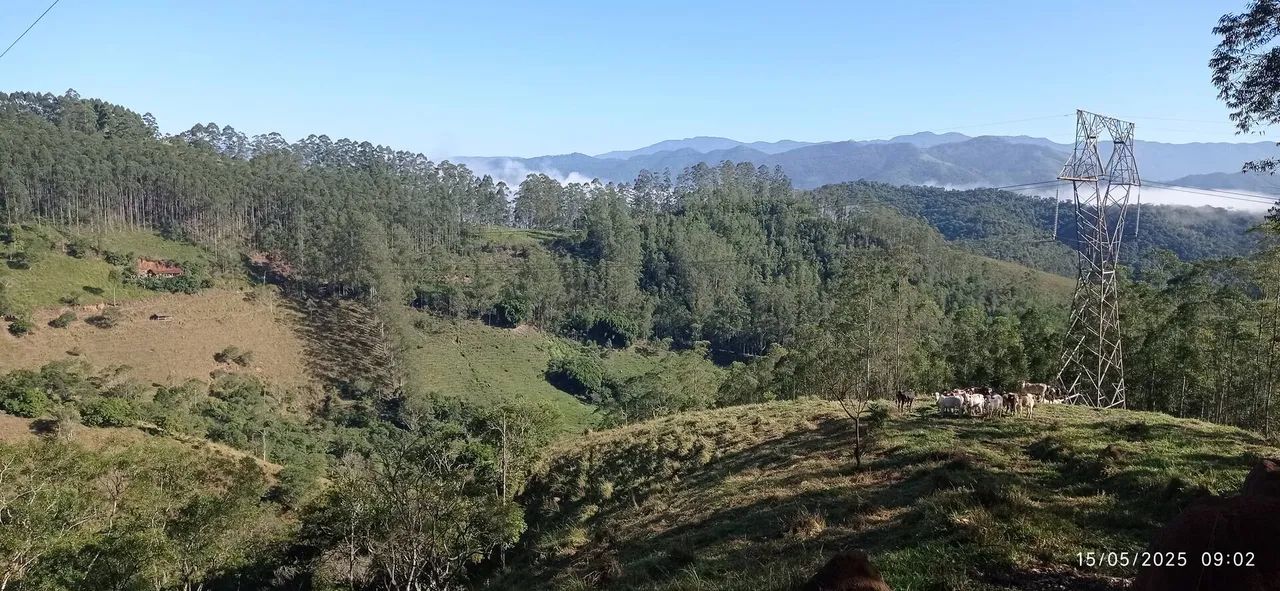 Sítio com Eucalipto em Pé, 1 Brota, São Francisco Xavier
