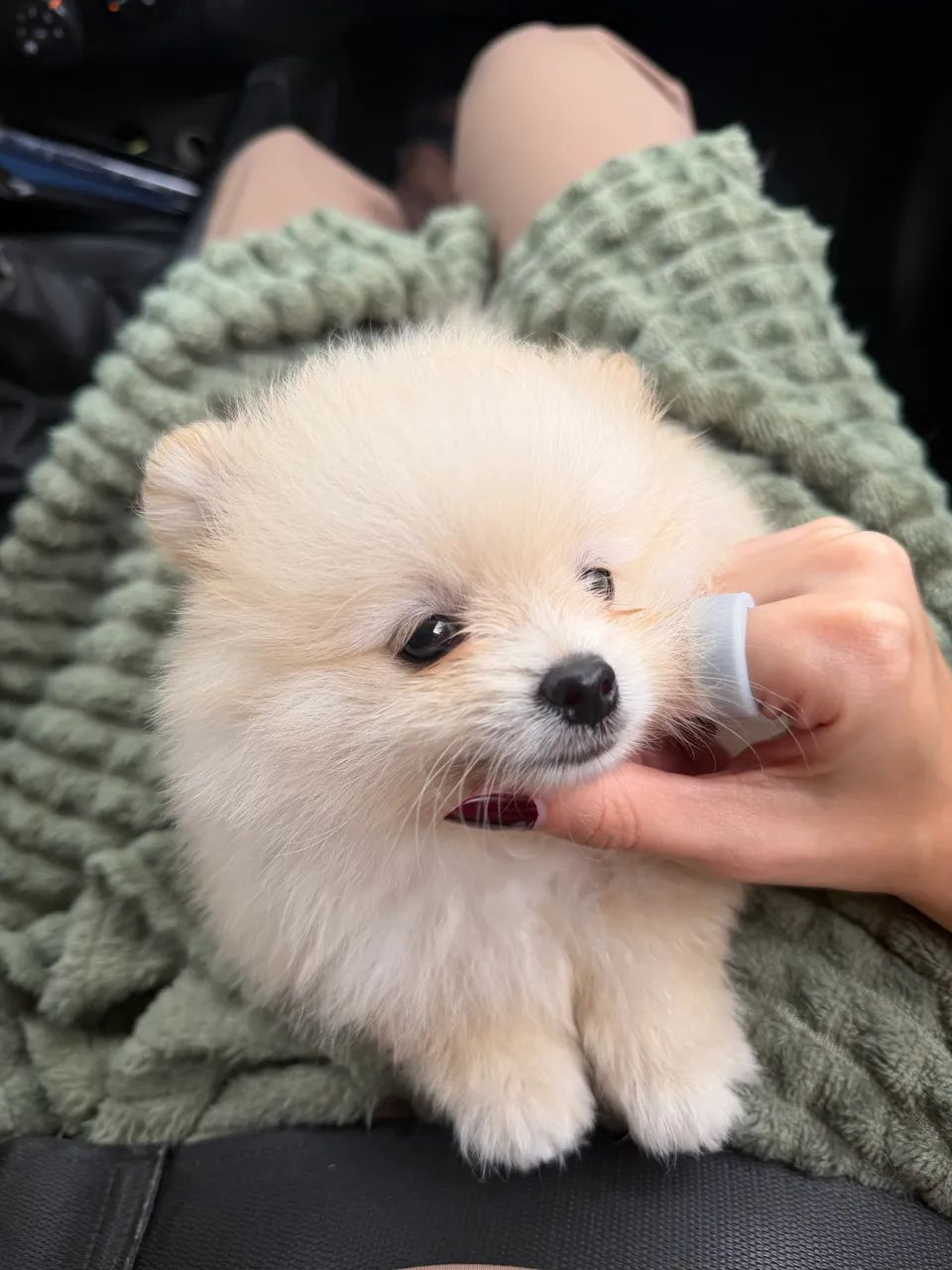 Lulu da Pomerania   - Foto 3