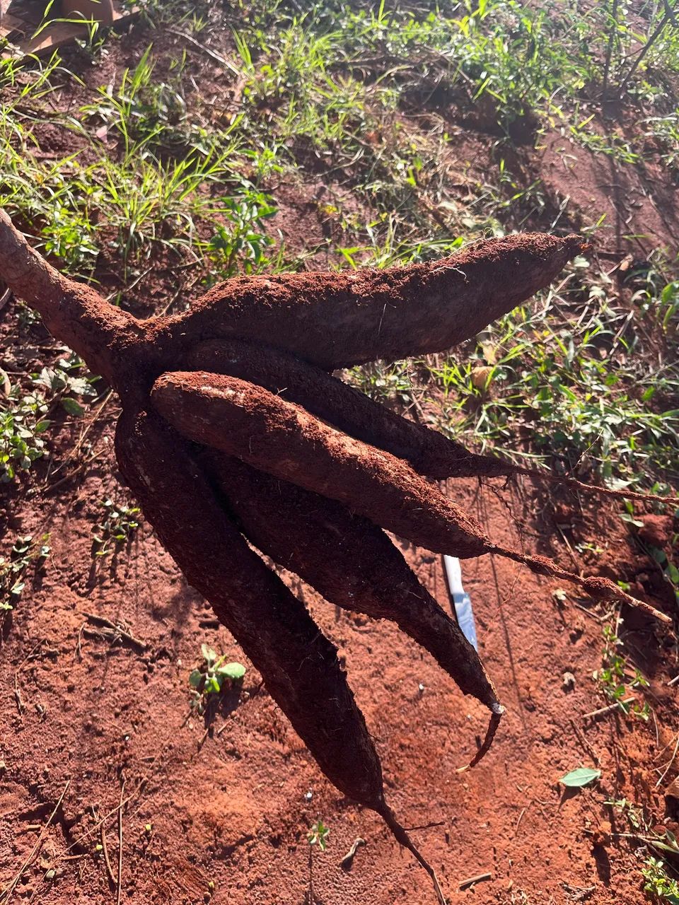 Mandiocal - Roça de mandioca - Foto 5