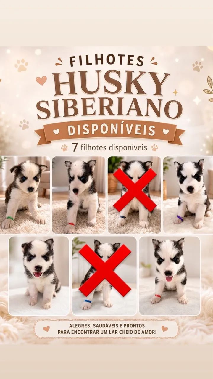 Cachorros Husky Siberiano