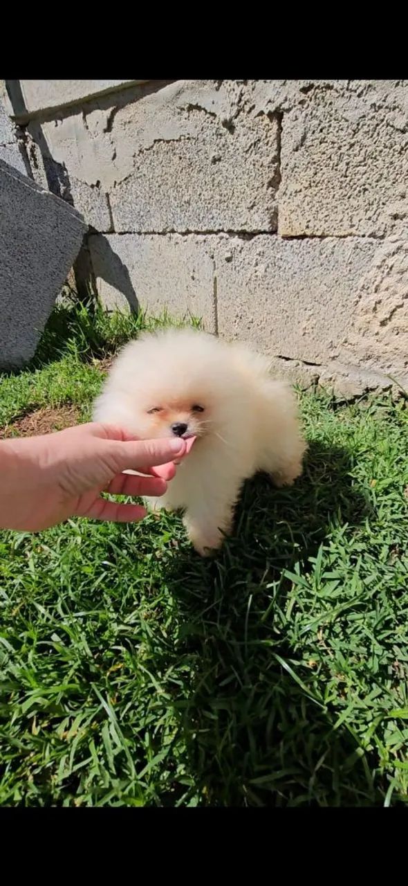 Spitz alemão anão Pedigree e Microchip  - Foto 3