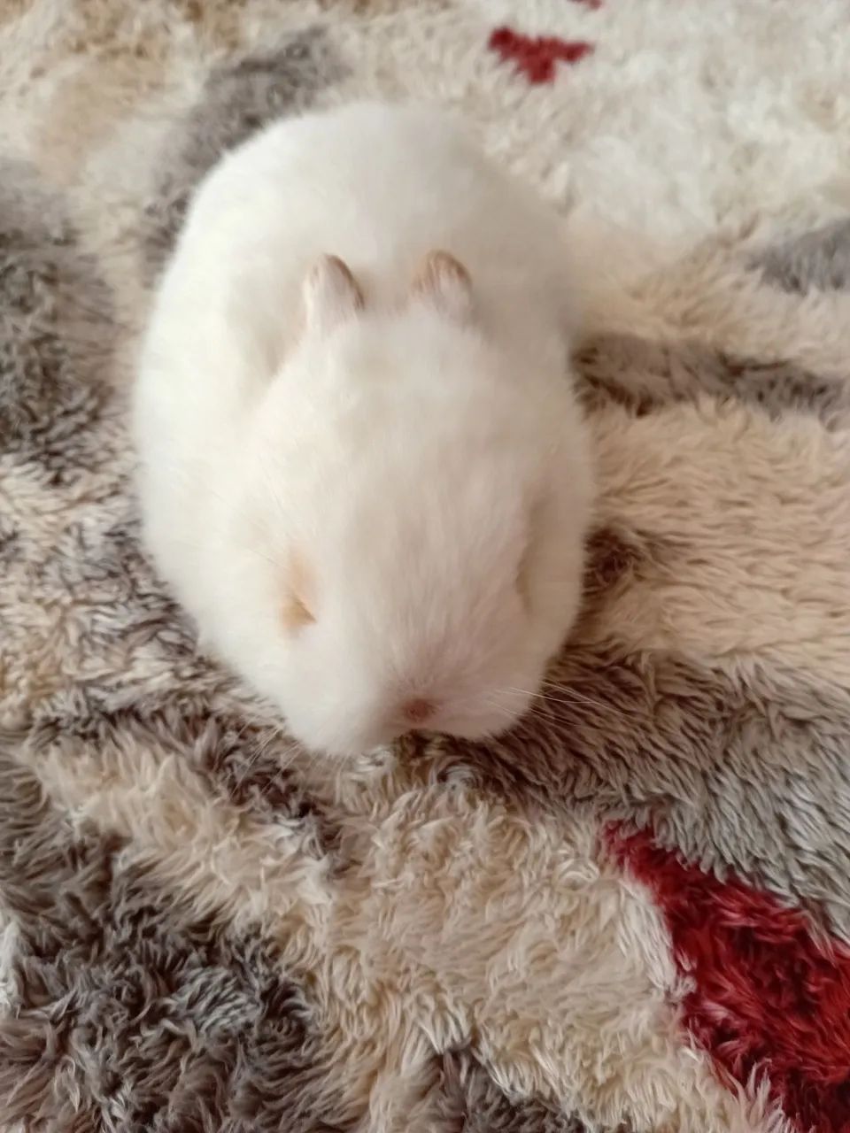 Netherland dwarf  - Foto 4