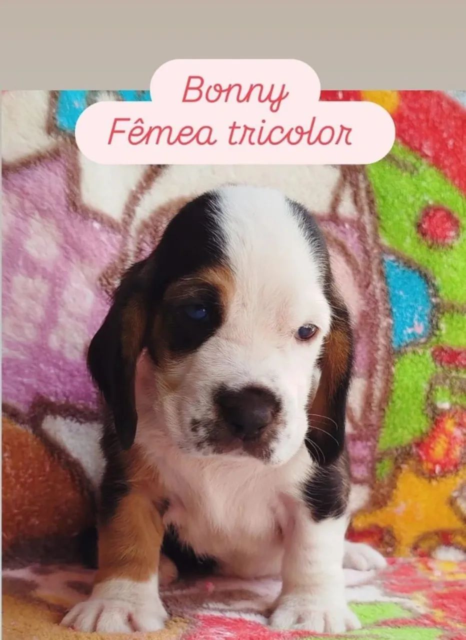 OBasset Hound macho vacinado - Foto 5