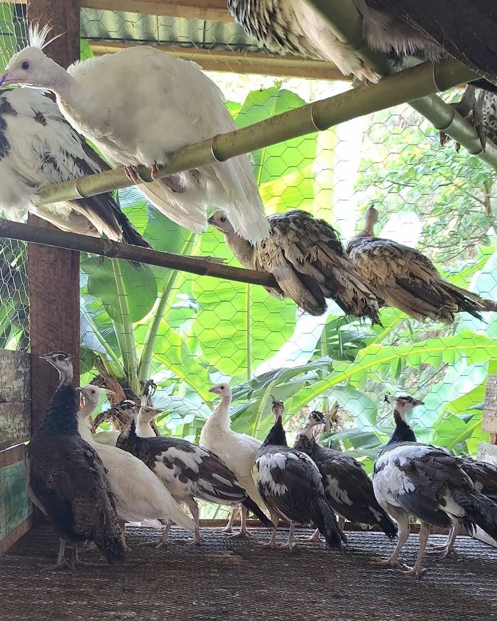 Algumas aves disponíveis para venda 