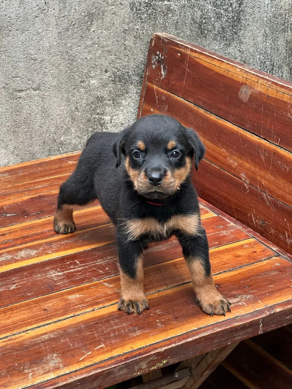 Rottweiler  - Foto 4