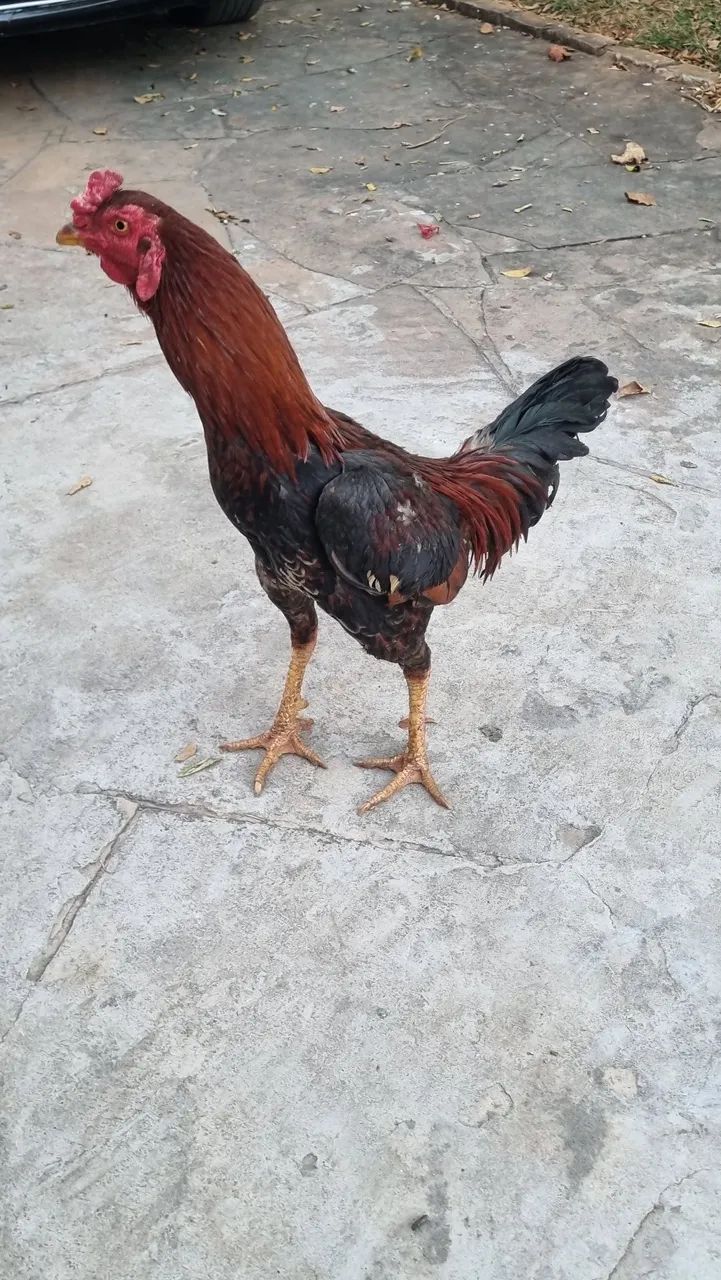Frango índio - Foto 2