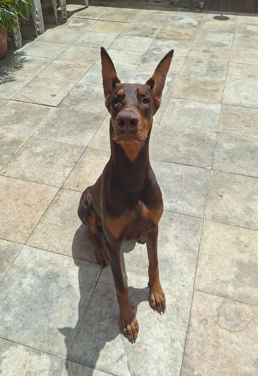 Doberman macho  - Foto 2