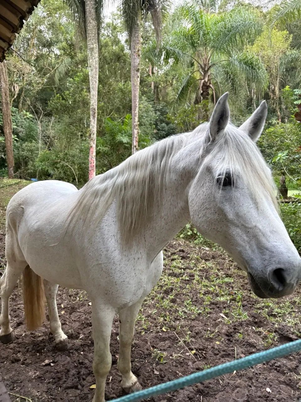 Cavalo mangalarga marchador 