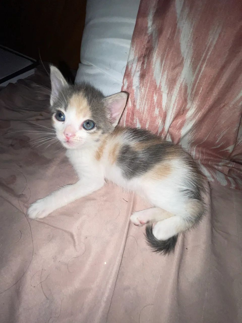 Gatinhos Filhotes - Foto 5