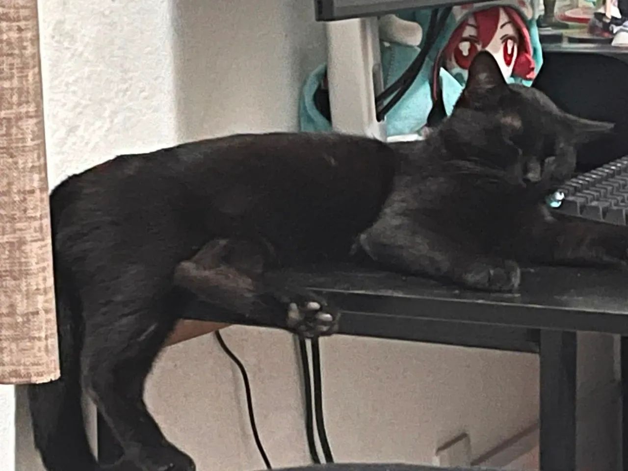 Gatinho para Adoção