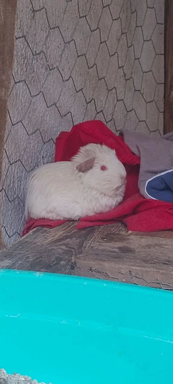 Porquinho da índia Abissínio - Foto 2