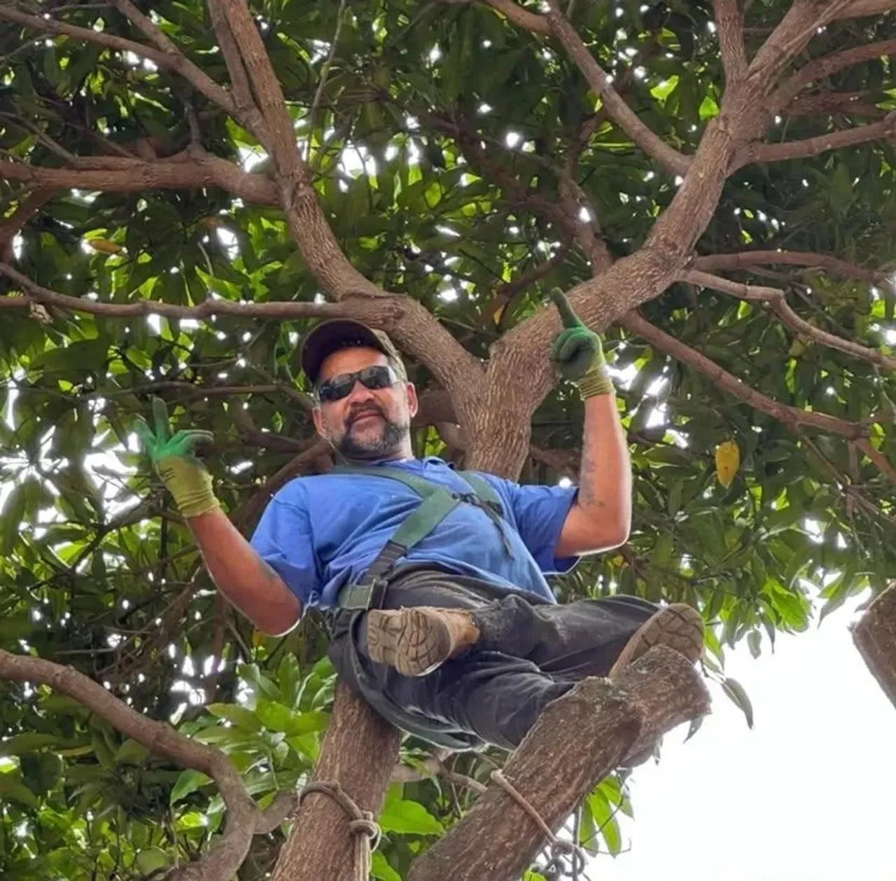 Túlio cortes de árvores  - Foto 4