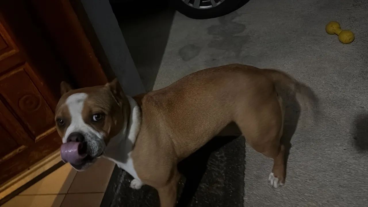 American Bully - Foto 4