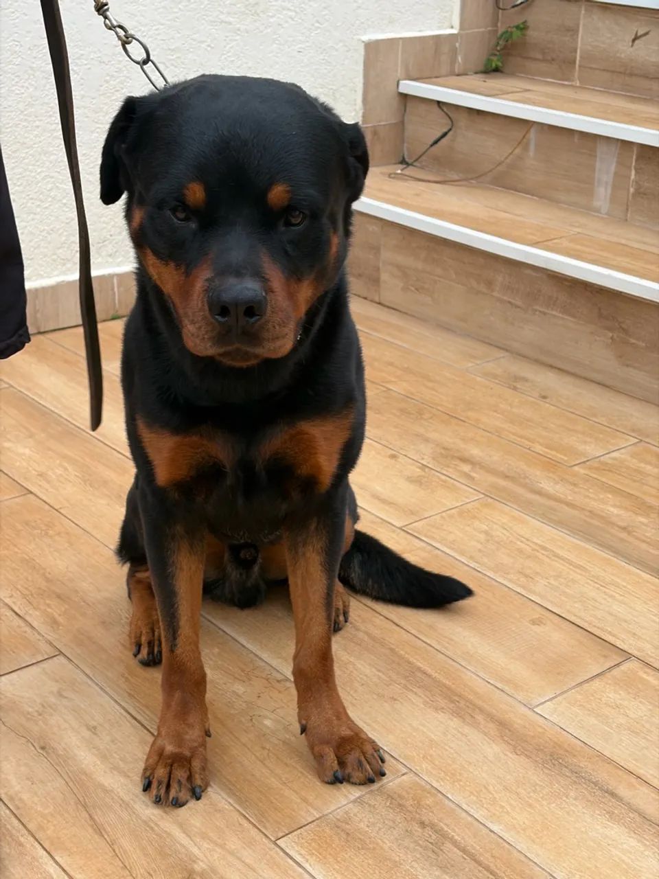 Doação Responsável - Rottweiler - Foto 3