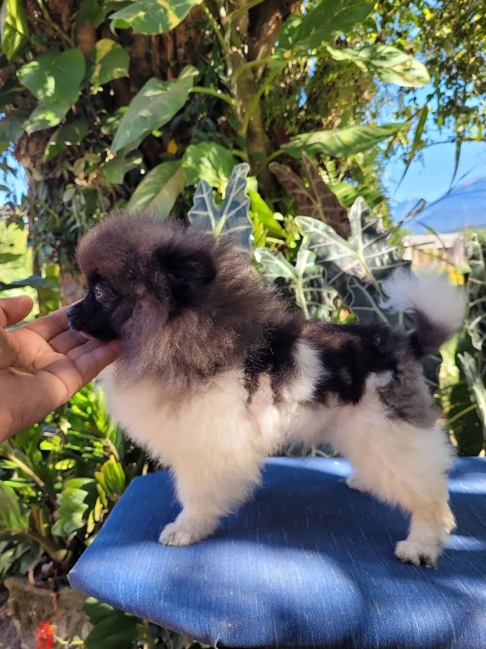 Spitz alemão  - Foto 2