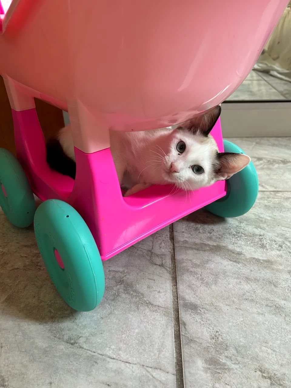 Filhotes de gato  - Foto 4