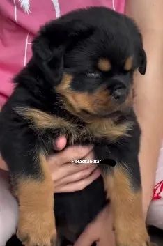 MACHOS E FÊMEAS DISPONÍVEIS - ROTTWEILER - Foto 5