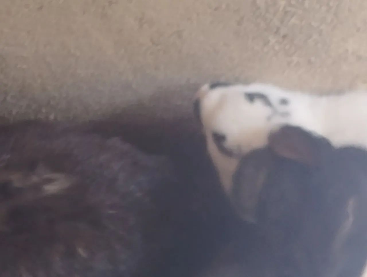 Vende se coelho ? - Foto 4