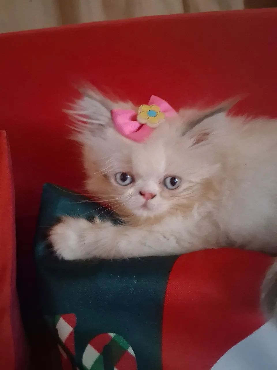 Princesinha Persa Himalaia,  olhões azuis - Foto 2