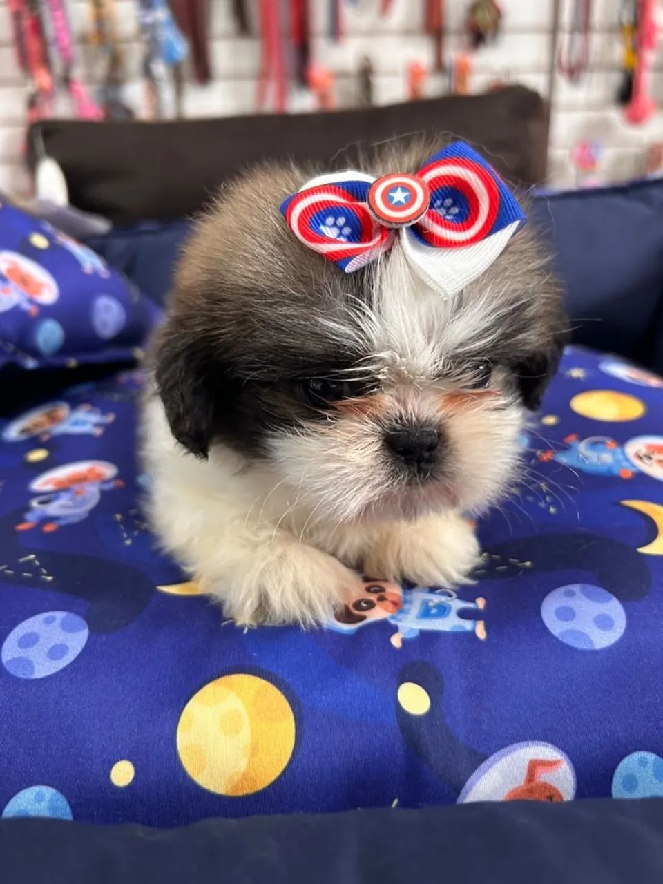 Shihtzus