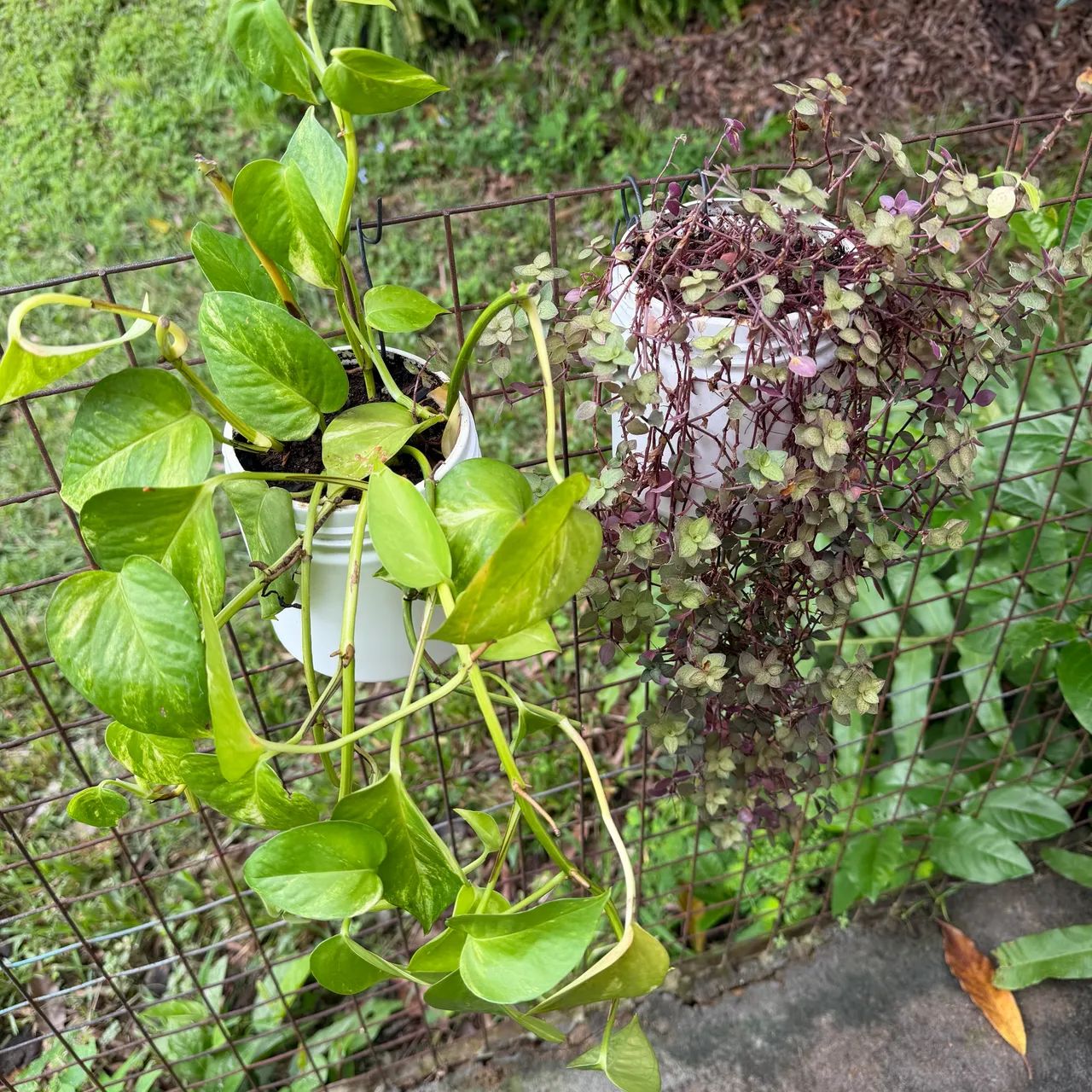 Plantas para pendurar jardim vertical ou usar na bancada - Foto 4