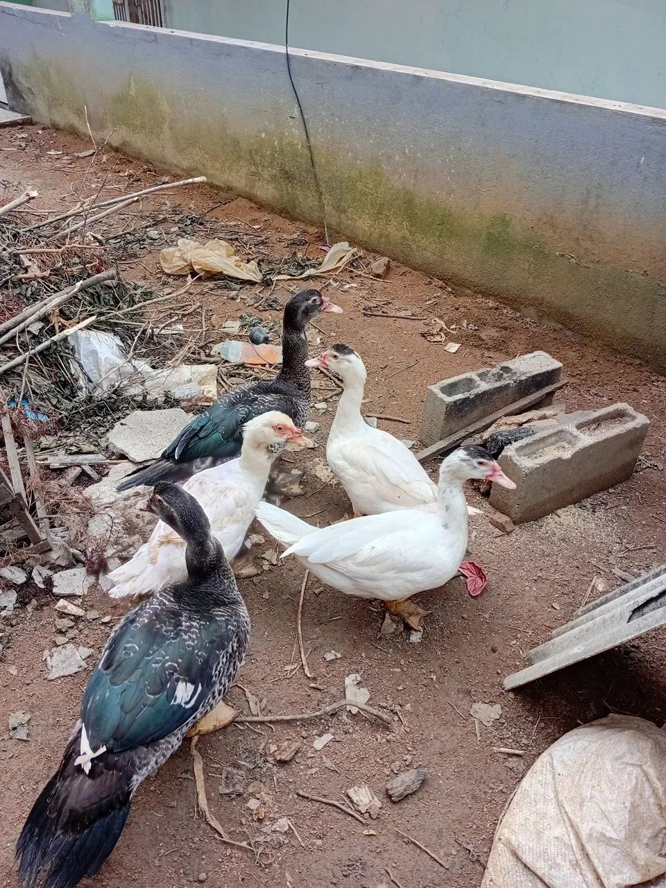 Casal de Pato gamelão  - Foto 4