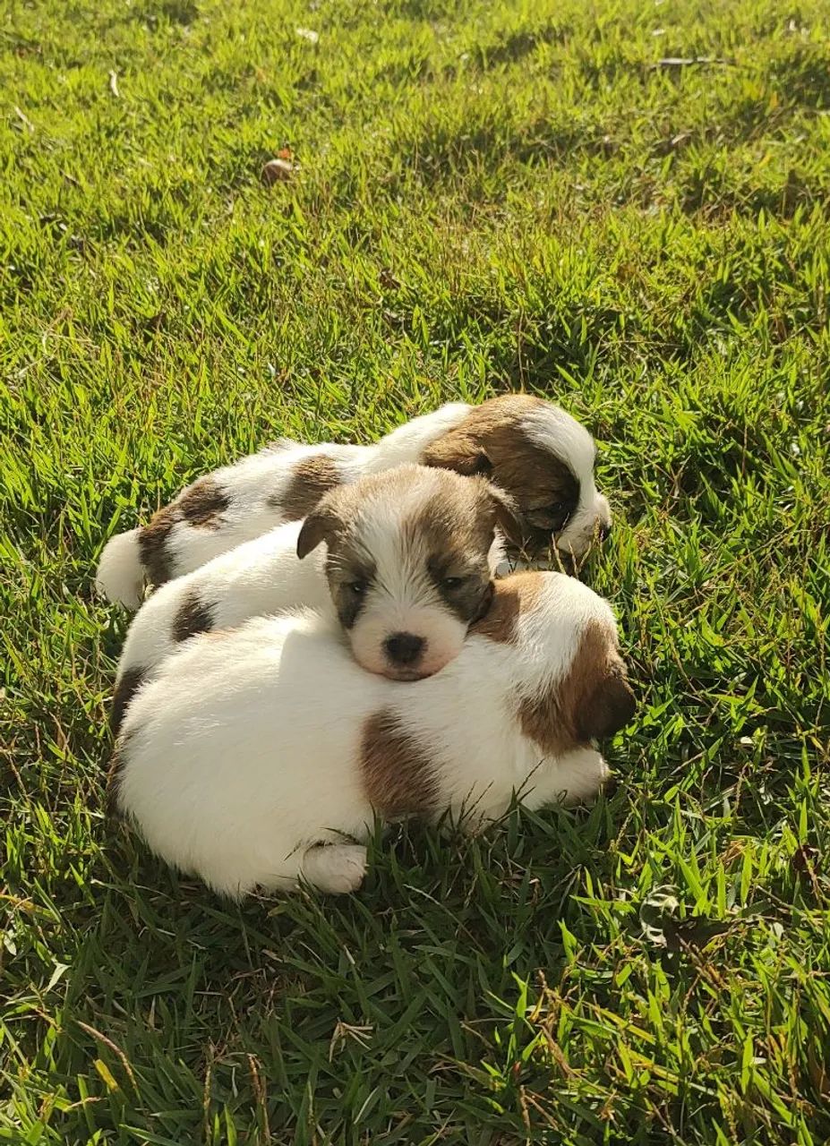 Jack Russell Terrier  - Foto 4