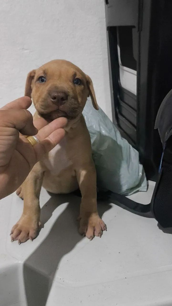 Filhote de Pitbull 