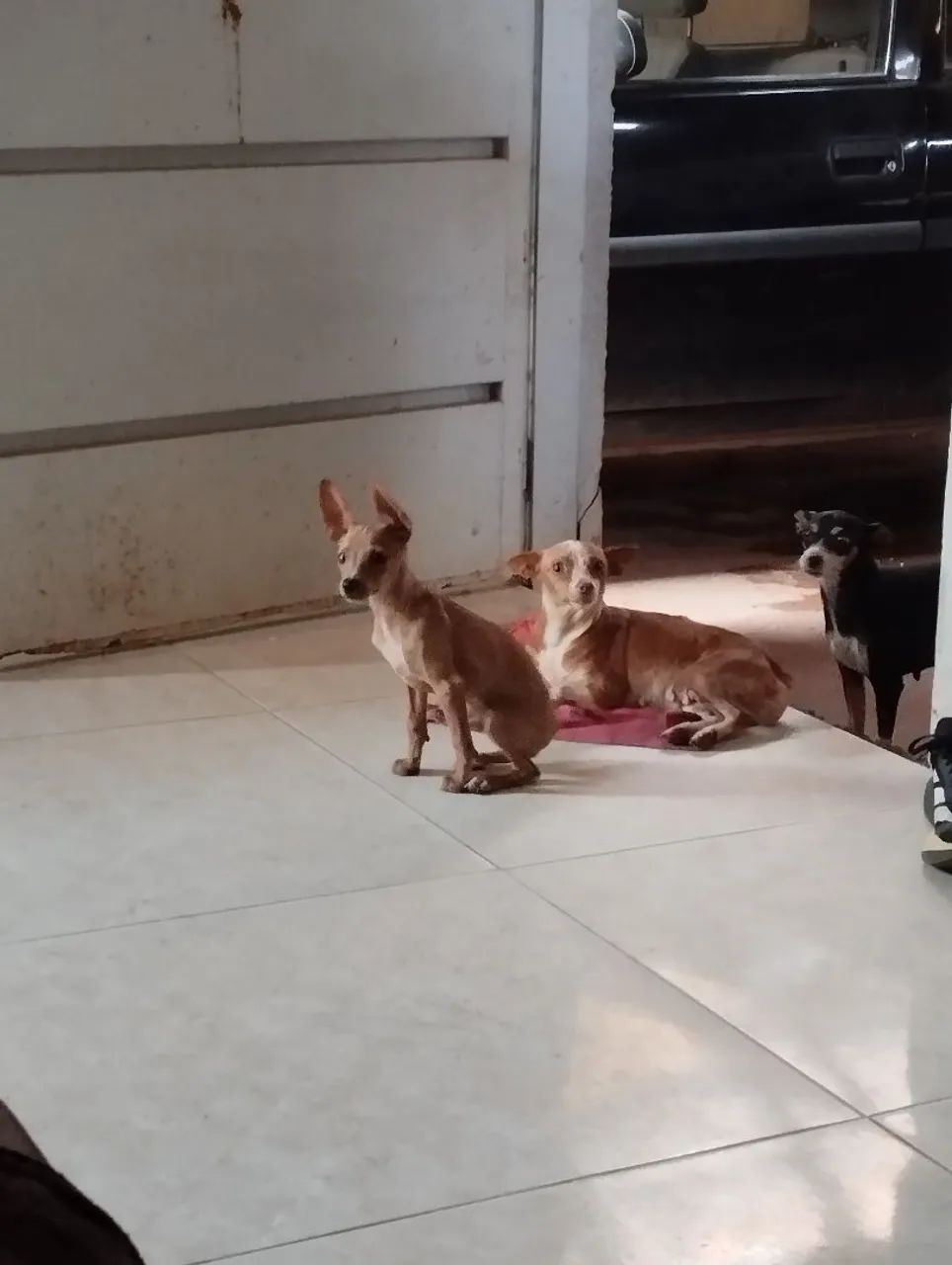 Filhote pinscher  - Foto 3