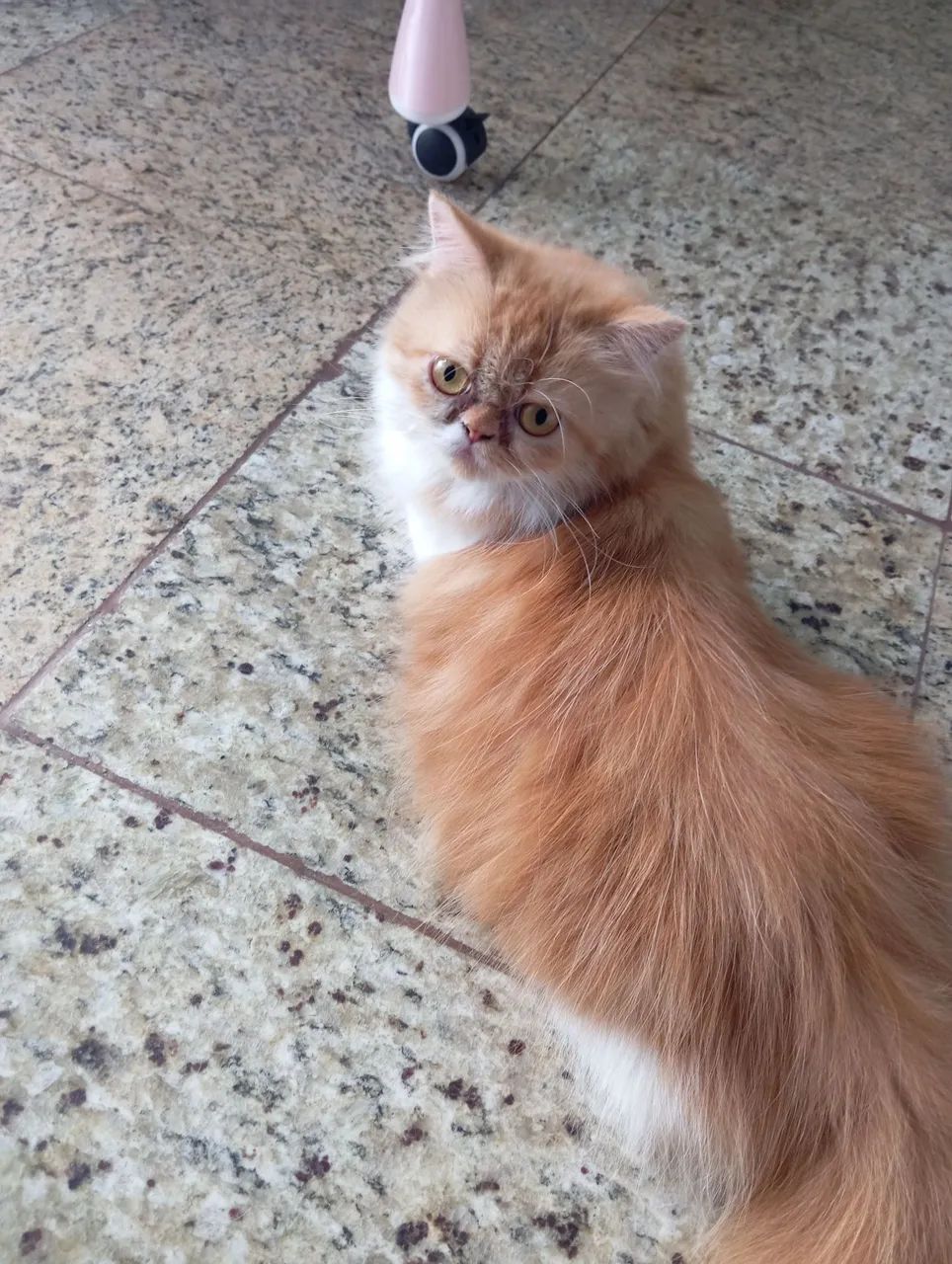 Filhote Gato persa legitimo - Foto 2