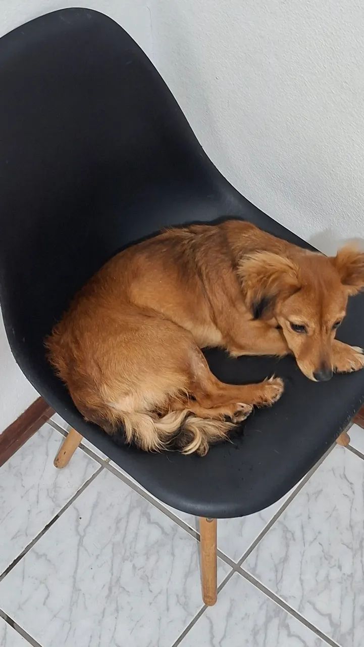 Doação da luna  - Foto 3