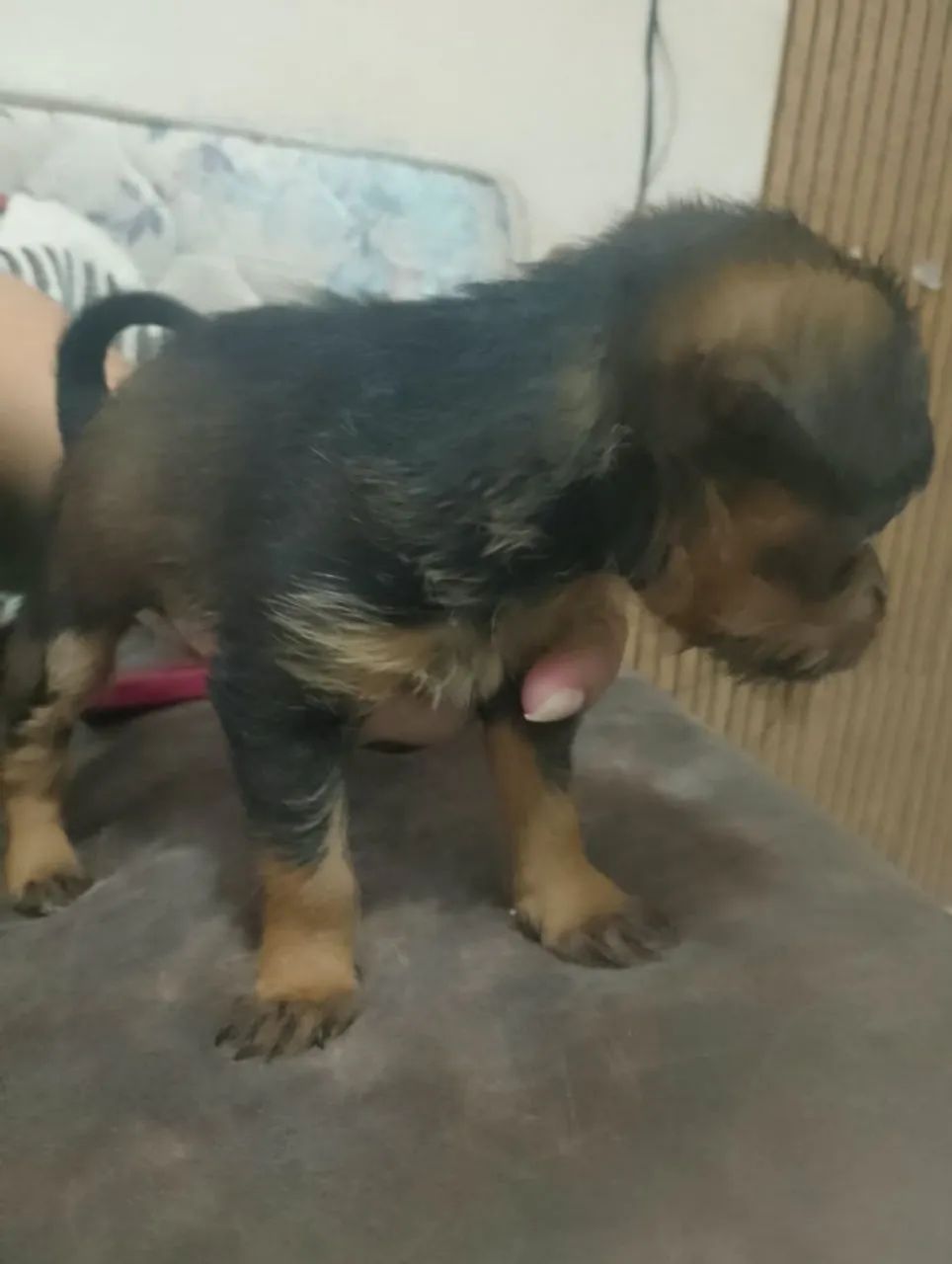 Cachorro porte pequeno 