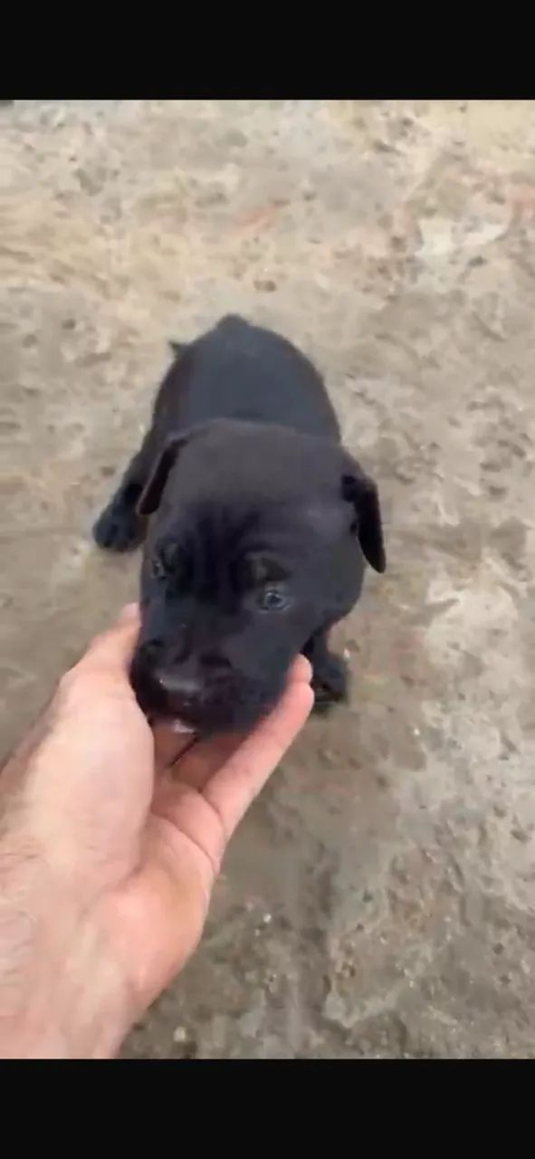 Cane Corso  - Foto 2