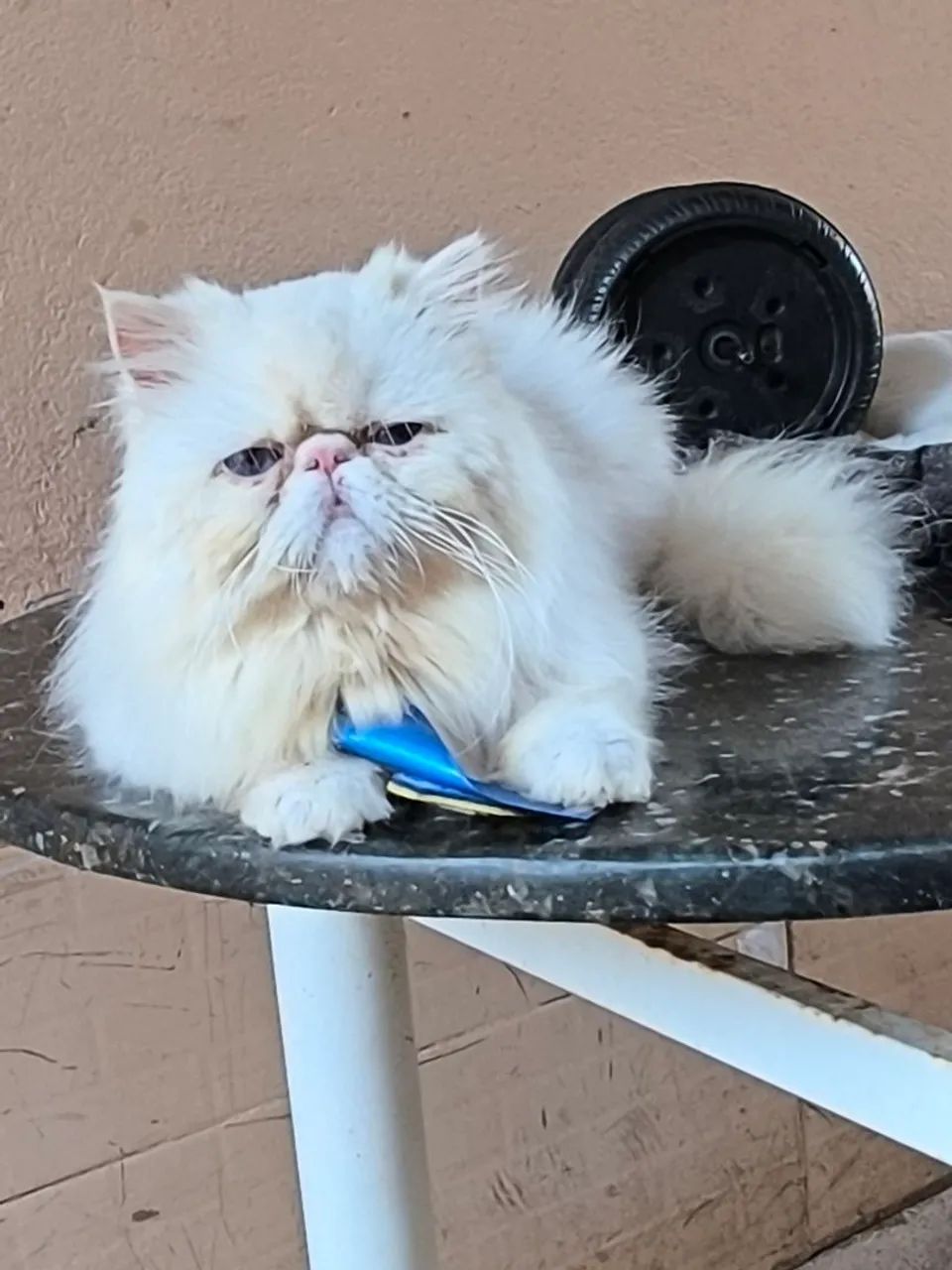Gato persa macho - Foto 3