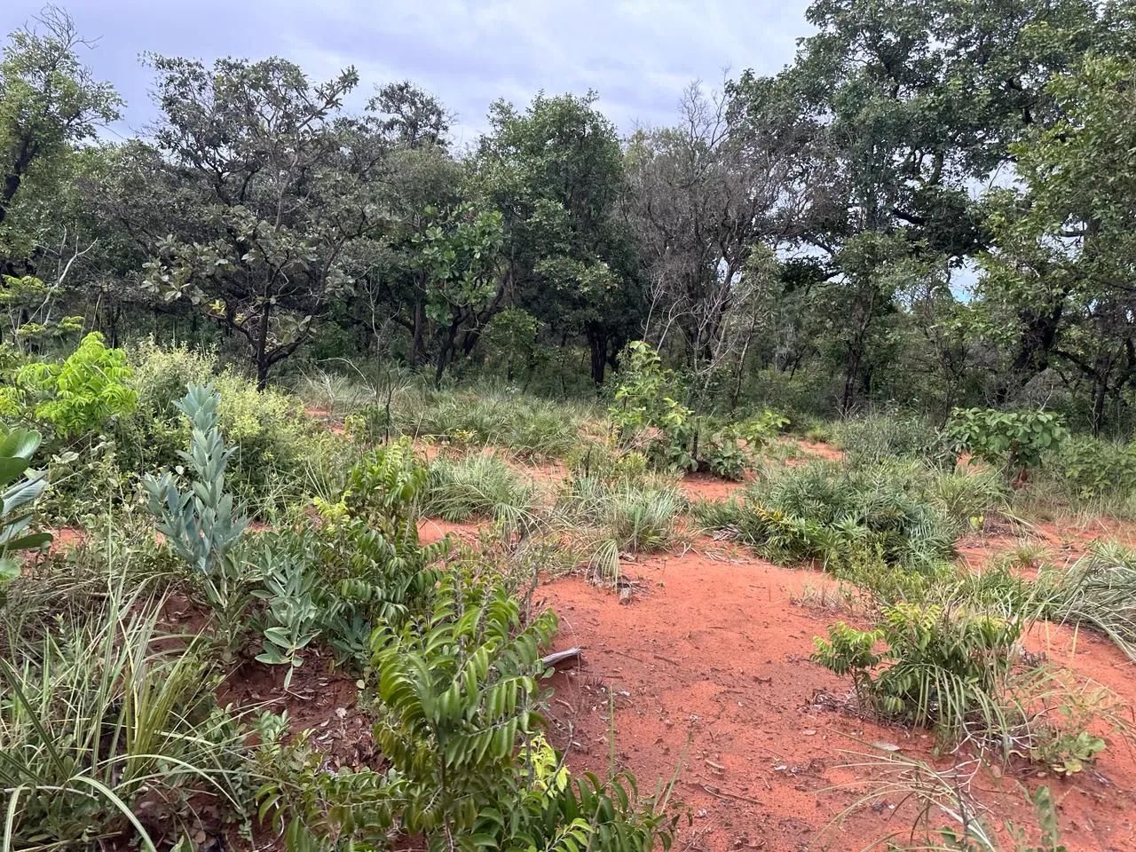 Fazenda a venda - Foto 2