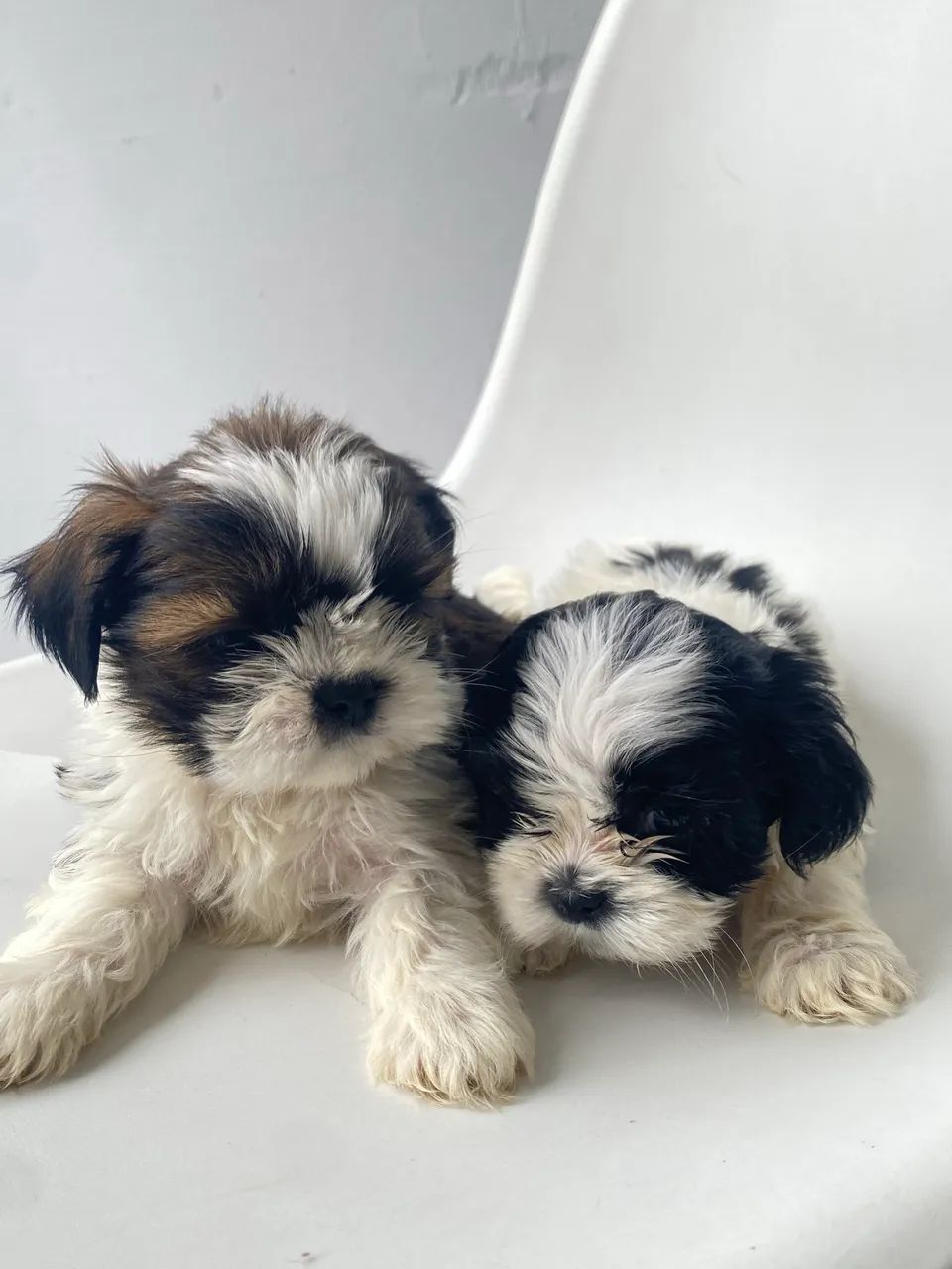 Filhotes macho shihtzu  - Foto 2