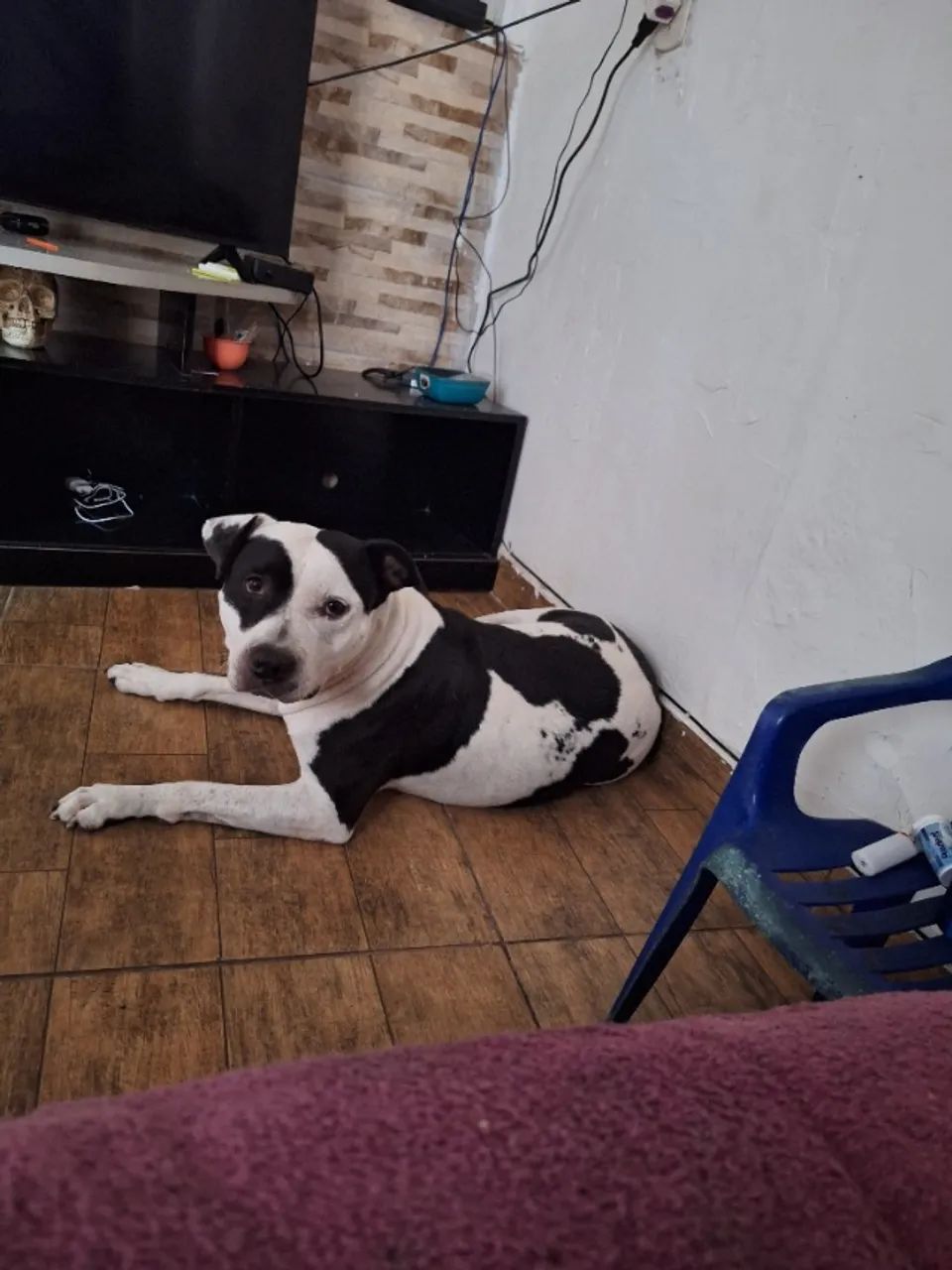 Cachorro  - Foto 4