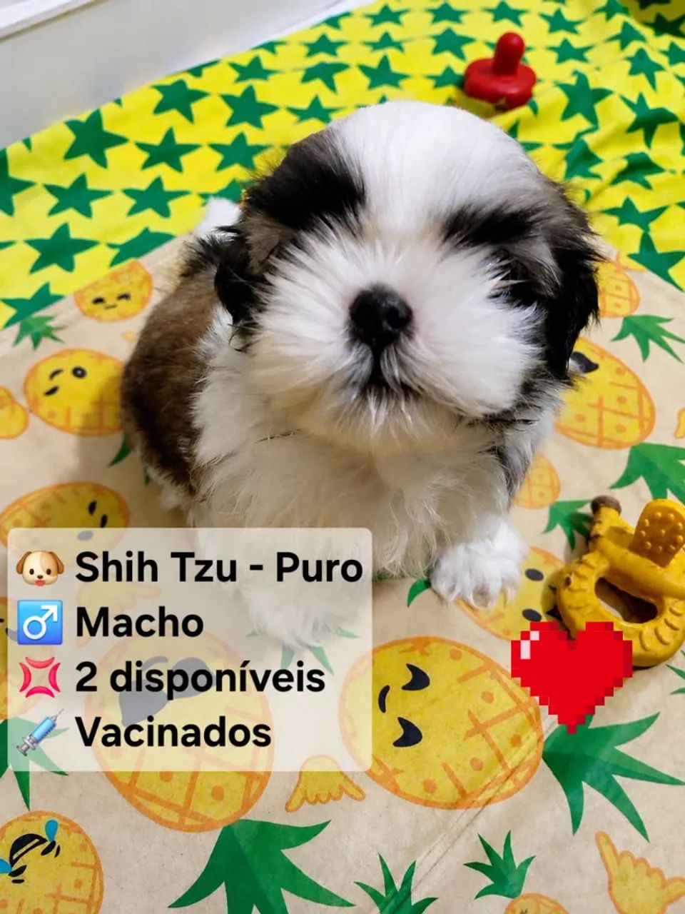 Cachorro